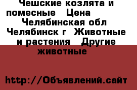 Чешские козлята и помесные › Цена ­ 15 000 - Челябинская обл., Челябинск г. Животные и растения » Другие животные   